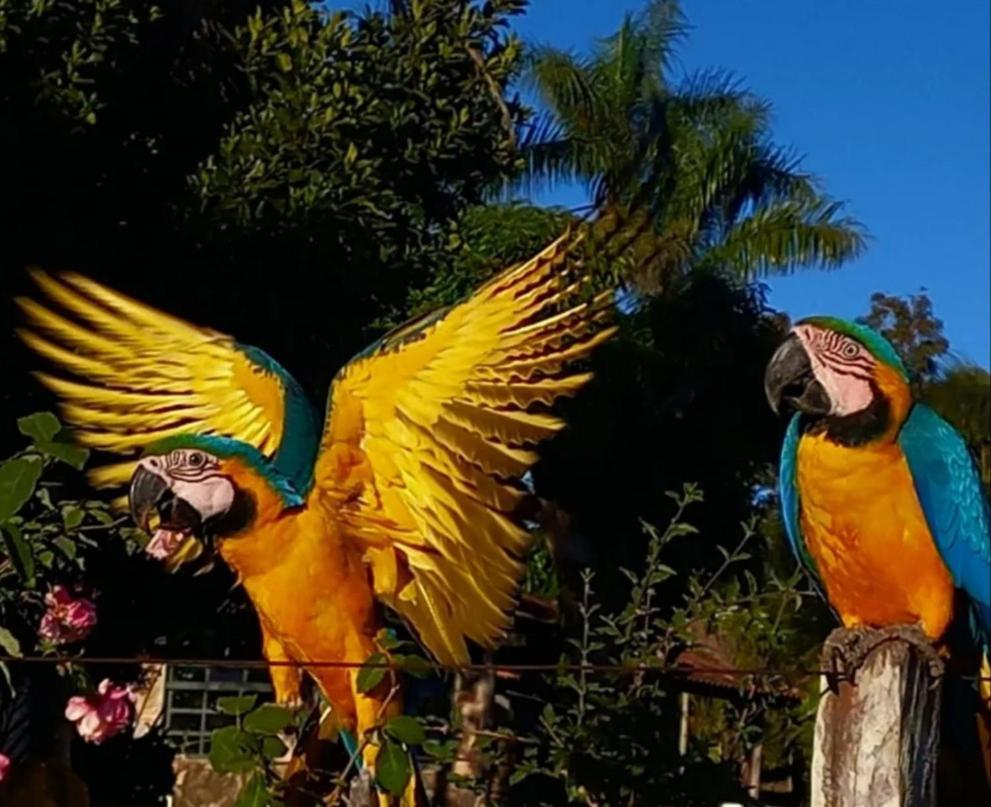 Pousada Canto Dos Passaros Alto Paraíso de Goiás Exteriér fotografie